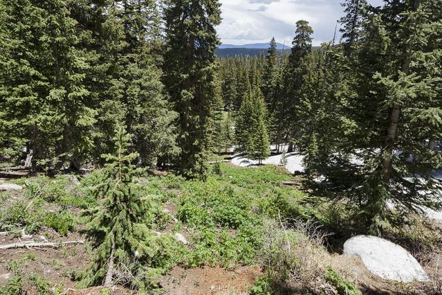 Wheeler Peak Wilderness